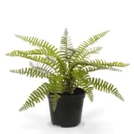 Asplenium Varen kunstplant, H: 35 cm