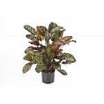 Calathea Rood  H: 78 cm - Kunstplant