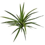 Dracaena Marginata, Bush, H: 40 cm
