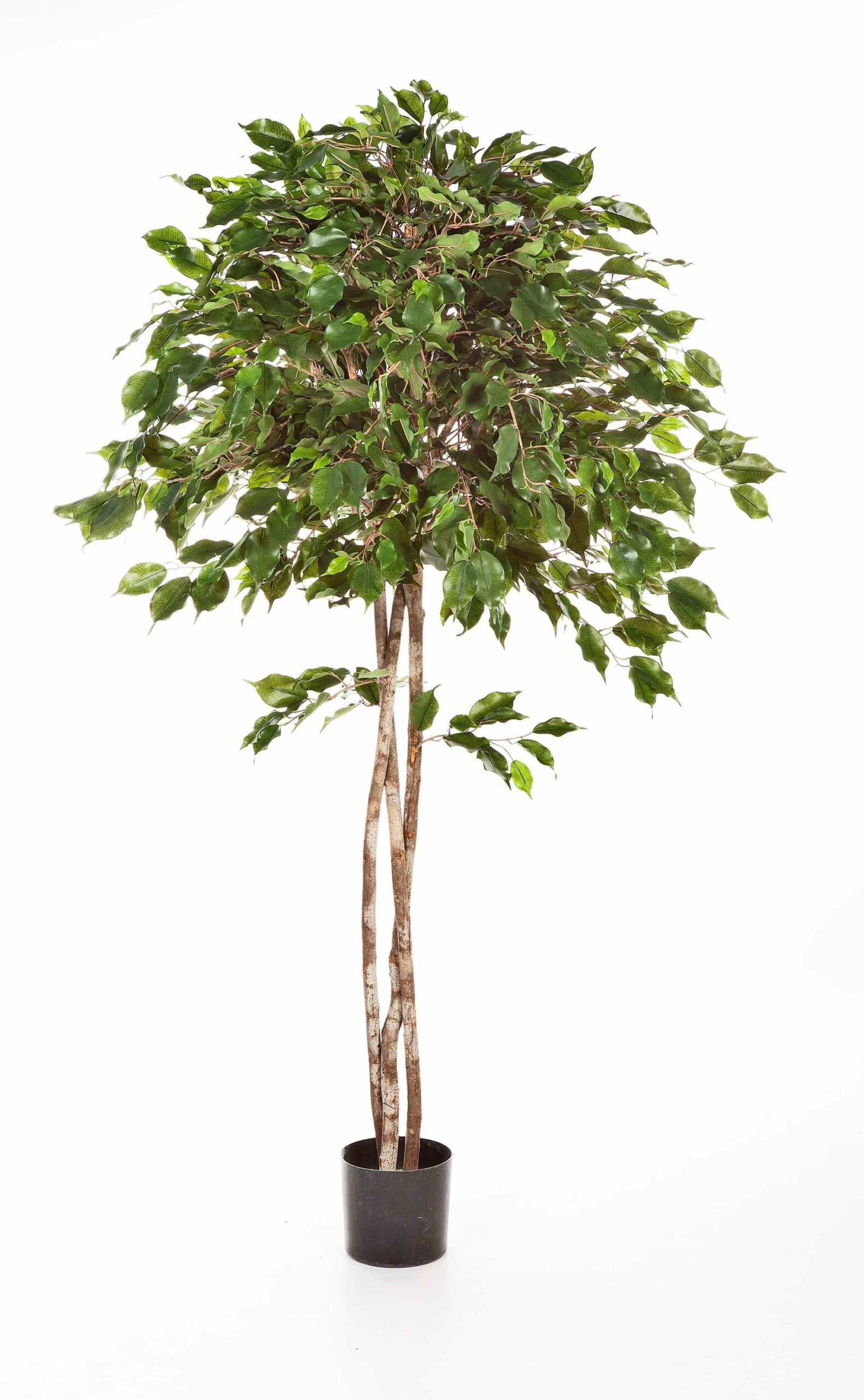 Ficus Exotica Umbrella H: 180 cm - Kunstplant
