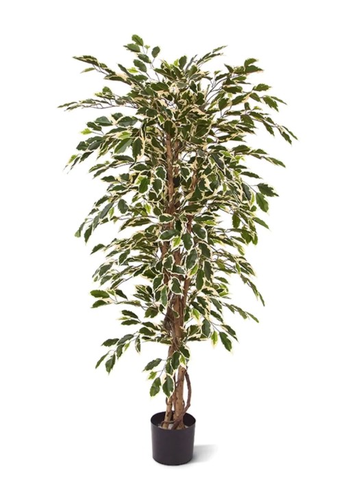Ficus Hawai kunstboom, H: 150 cm