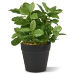 Fittonia bont kunstplant, H: 18 cm