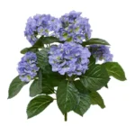 Hortensia kunstplant, H: 40 cm - blauw