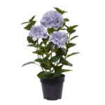 Hortensia Kunstplant in pot, H: 65 cm Blauw