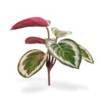 Mini Calathea Ornata kunstplant, H: 20 cm