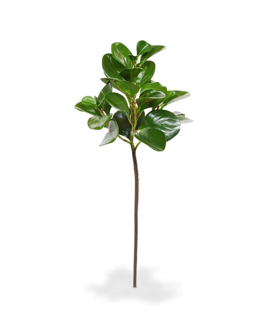 Peperomia Obtusifolia kunstbladtak, H: 50 cm