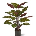 Red Calathea Makoyana kunstplant, H: 60 cm