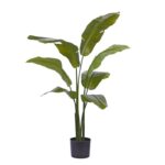 Traveller Palm promo, H: 120 cm