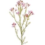 Waxflower kunsttak, H: 65 cm roze