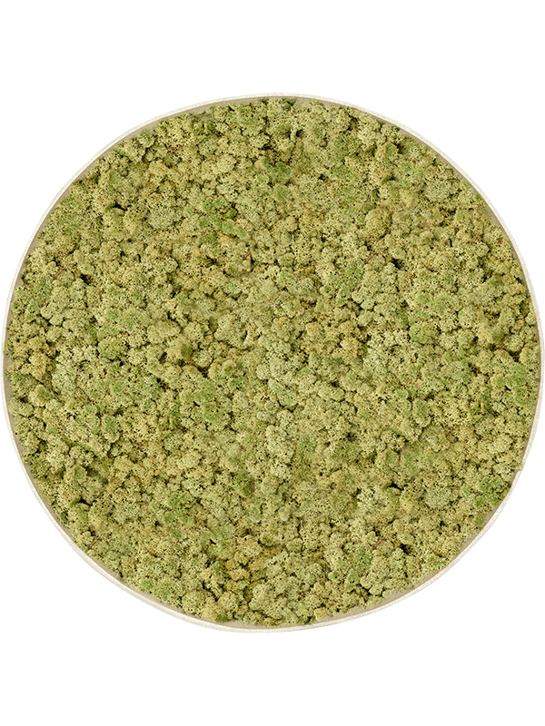 Mosschilderij, diam: 90cm, H: 5cm