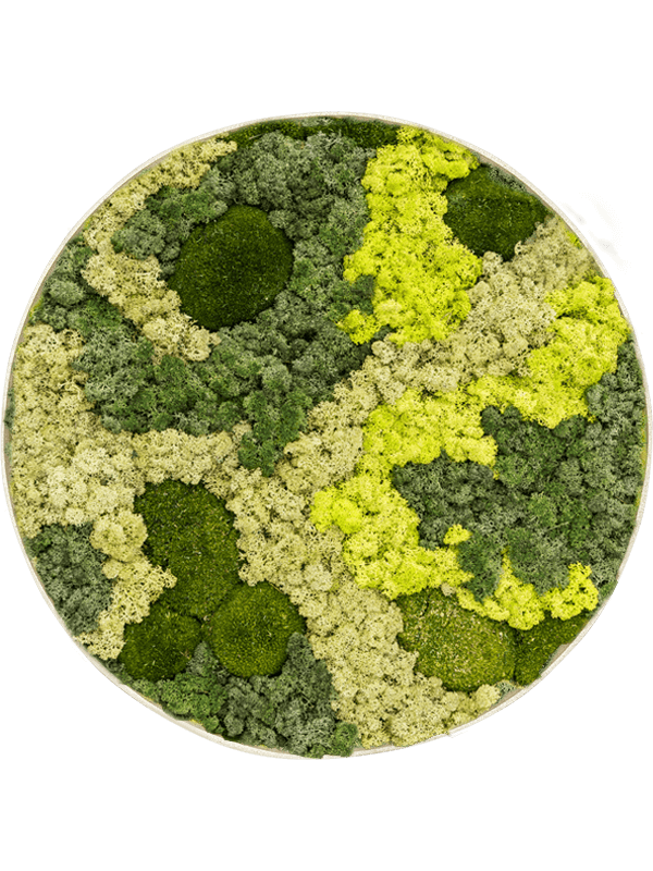 Mosschilderij, diam: 90cm, H: 5cm