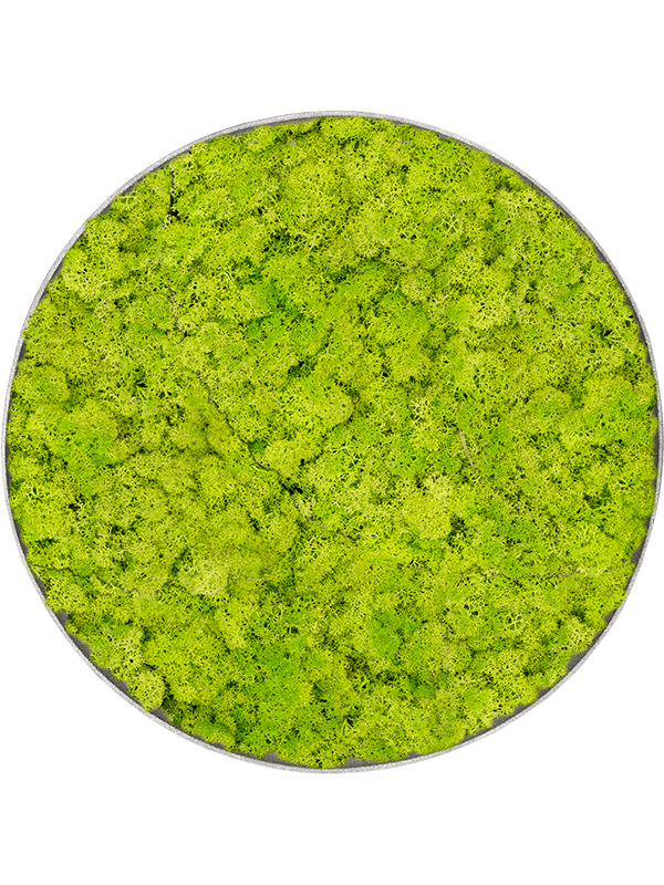 Mosschilderij, diam: 90cm, H: 5cm