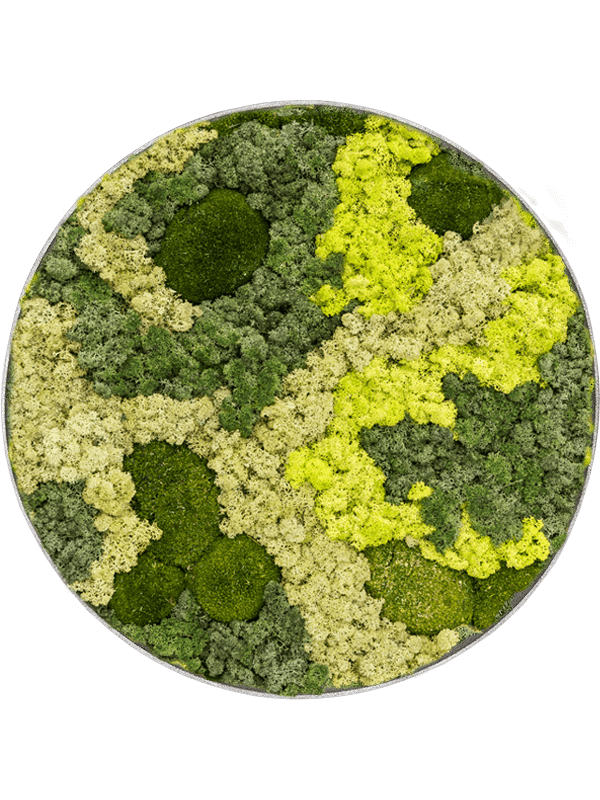 Mosschilderij, diam: 90cm, H: 5cm