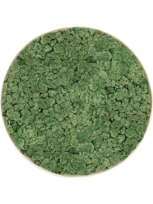 Mosschilderij, diam: 90cm, H: 5cm