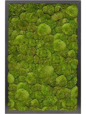 Mosschilderij, MDF RAL 9005 Zijdeglans 100% Bolmos, L: 60cm, H: 6cm, B: 40cm