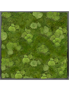 Mosschilderij, MDF RAL 9005 Zijdeglans 30% Bol- en 70% Platmos, L: 100cm, H: 6cm, B: 100cm