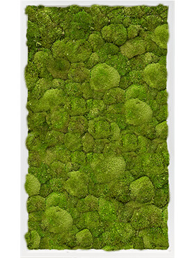 Mosschilderij, MDF RAL 9010 Zijdeglans 100% Bolmos, L: 100cm, H: 6cm, B: 60cm