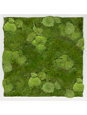 Mosschilderij, MDF RAL 9010 Zijdeglans 30% Bol- en 70% Platmos, L: 60cm, H: 6cm, B: 60cm