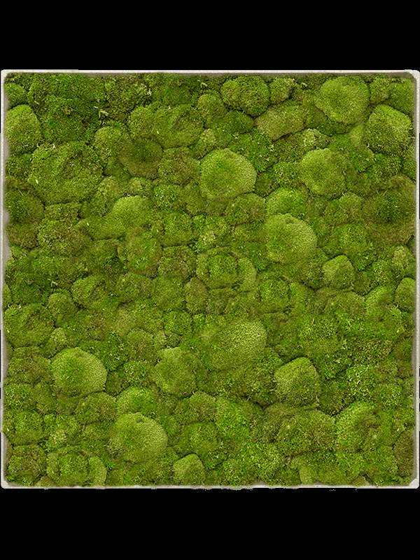 Mosschilderij, Nova Frame Antique White-concrete 100% Bolmos, L: 60cm, H: 5cm, B: 60cm