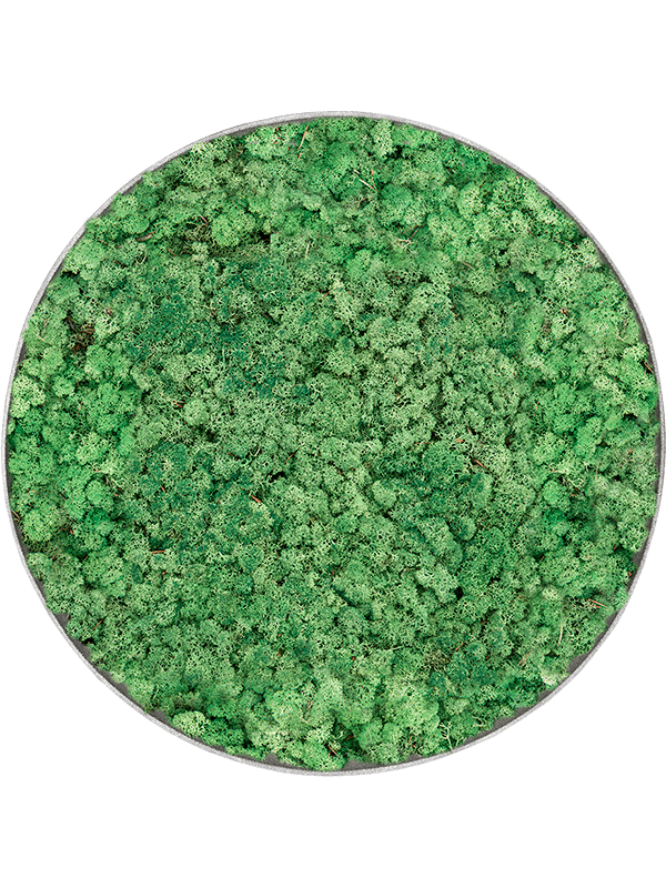 Mosschilderij, Nova Frame Natural-concrete 100% Rendiermos (Grasgroen), diam: 90cm, H: 5cm