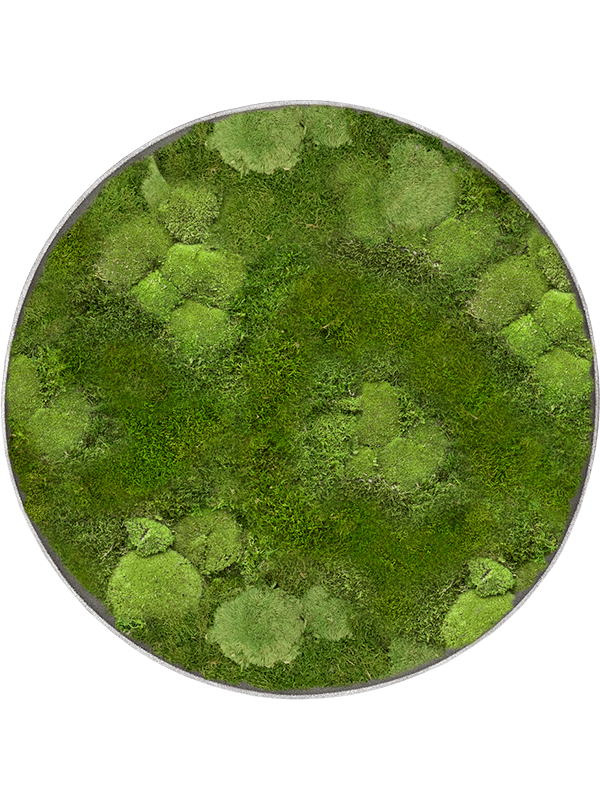 Mosschilderij, Nova Frame Natural-concrete 30% Bol- en 70% platmos, diam: 100cm, H: 5cm