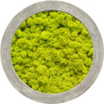 Mosschilderij, Polystone Raw grey 100% Rendiermos (Lentegroen), diam: 80cm, H: 5cm