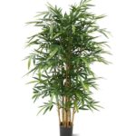 Bamboe deluxe, H: 150 cm