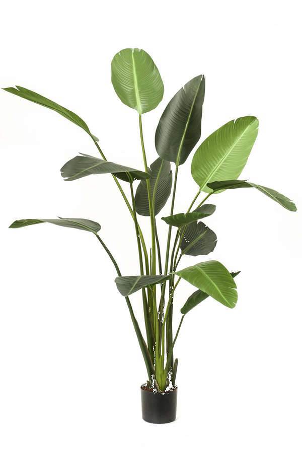 Strelitzia, Tuft, H: 190.0cm, B: 50.0cm