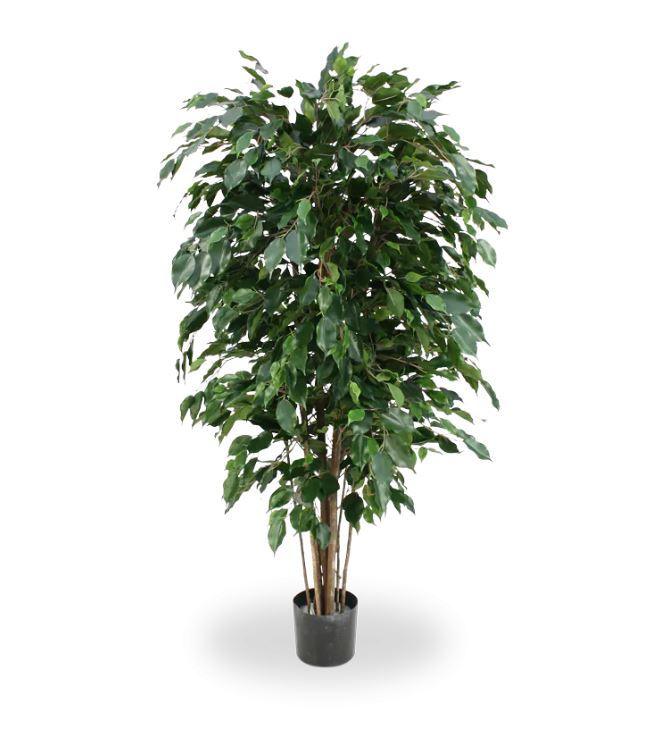 Ficus Exotica deluxe kunstplant, H: 150 cm – groen – brandvertragend