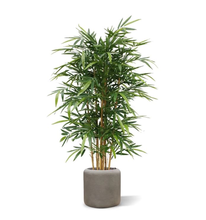 Bamboe deluxe, H: 150 cm