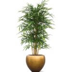 Bamboe deluxe, H: 150 cm