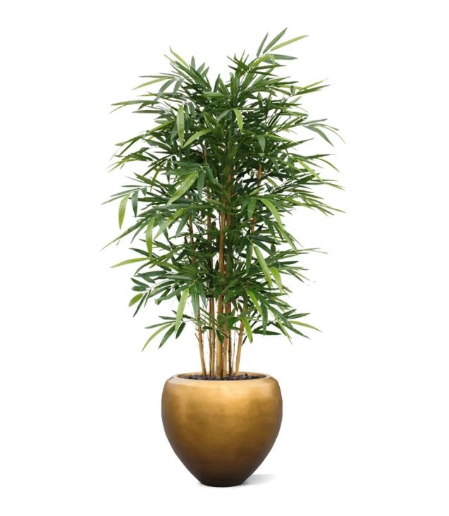 Bamboe deluxe, H: 150 cm