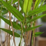 Oriental Bamboe kunstplant , H:100 cm