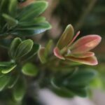 Kunst Buxus Haagplant, H: 50 cm Groen/rood
