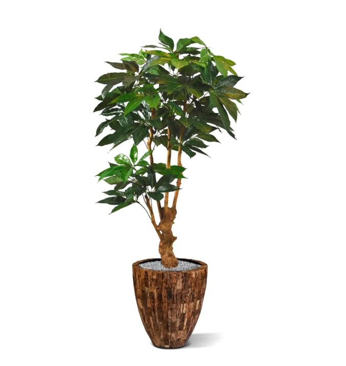 Scheflera Amate deluxe kunstboom, H: 165 cm