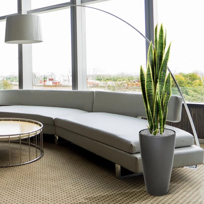 Sanseveria kunstplant, H: 110 cm – bont