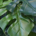 Monstera Kunstplant Deluxe, H: 120 cm op stam