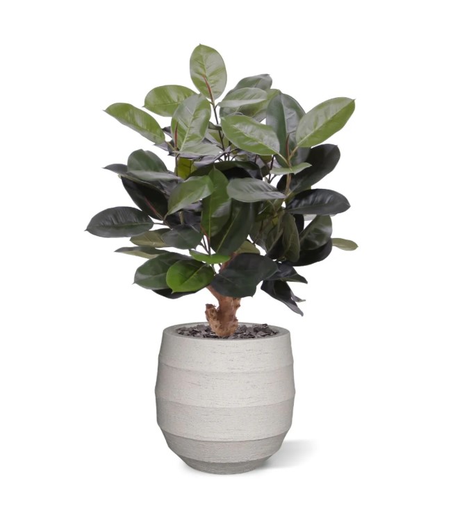 Elastica Robusta kunstplant, H: 95 cm groen