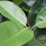 Elastica Robusta kunstplant, H: 170 cm groen