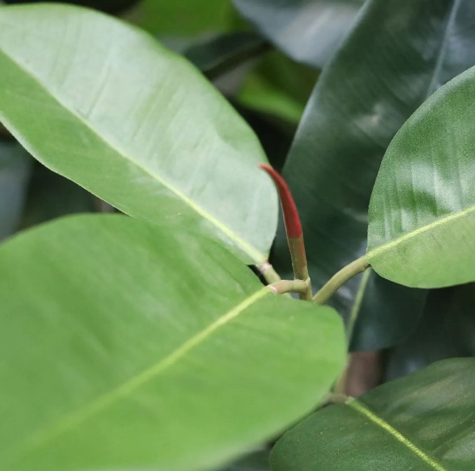 Elastica Robusta kunstplant, H: 170 cm groen