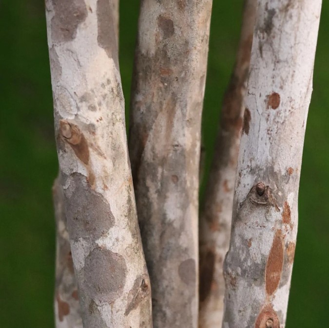 Elastica Robusta kunstplant, H: 170 cm groen