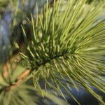 Pinus deluxe XL kunstplant, H: 130 cm – UV bestendig