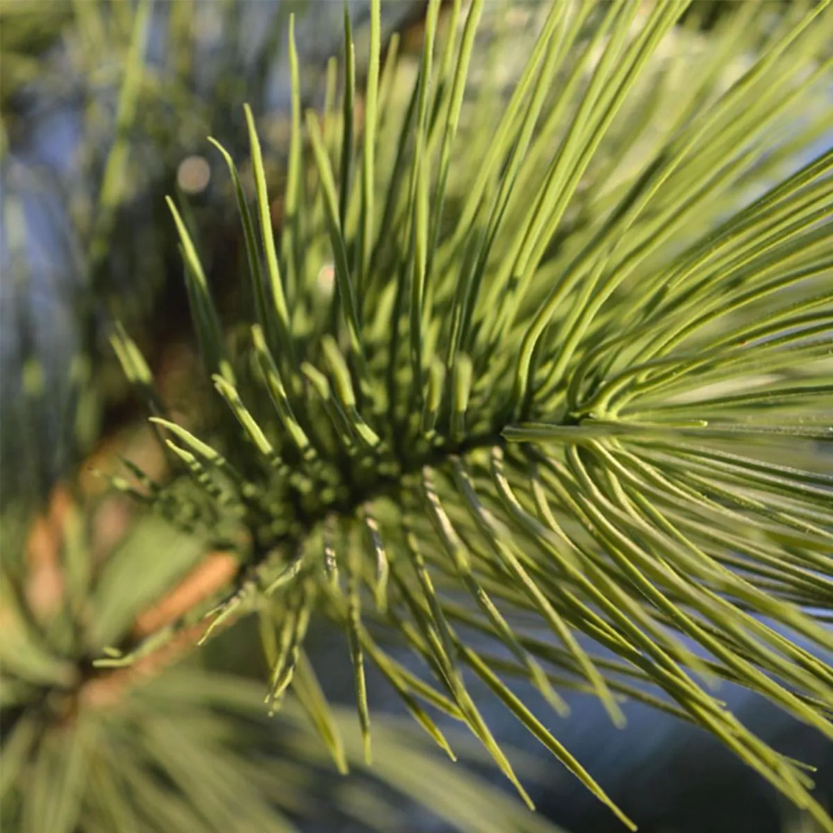 Pinus deluxe XL kunstplant, H: 130 cm – UV bestendig
