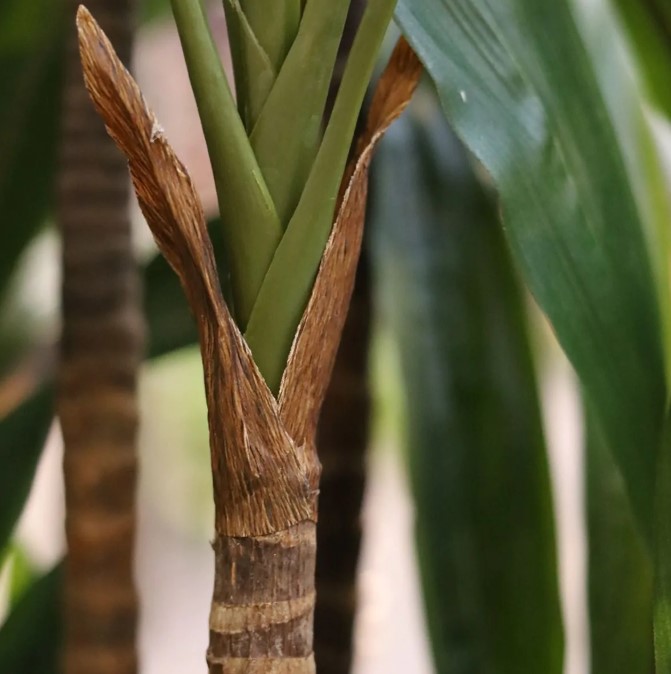 Draceana Fragrans kunstplant Deluxe, H: 210 cm