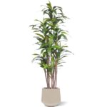 Draceana Fragrans kunstplant Deluxe, H: 210 cm