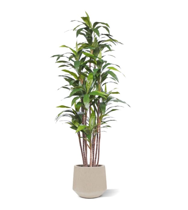 Draceana Fragrans kunstplant Deluxe, H: 210 cm