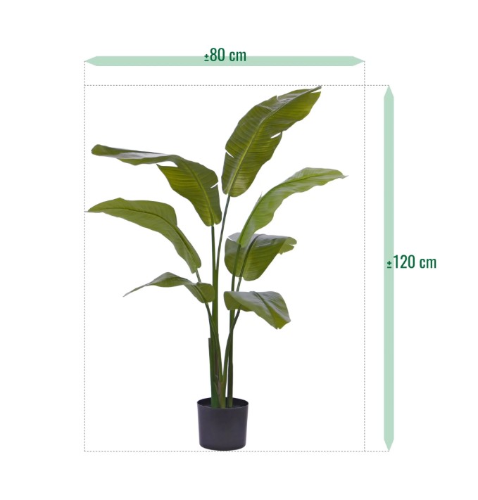 Traveller Palm promo, H: 120 cm