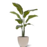Traveller Palm promo, H: 120 cm