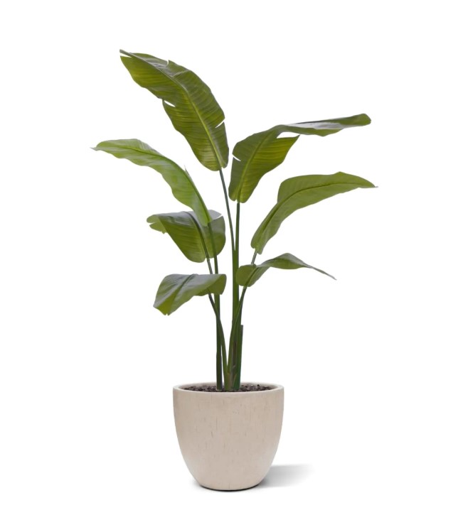 Traveller Palm promo, H: 120 cm