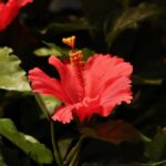Hibiscus kunstplant op voet, H: 65 cm – rood